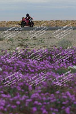media/Jan-14-2023-SoCal Trackdays (Sat) [[497694156f]]/Turn 14 Exit Bloomig (145pm)/